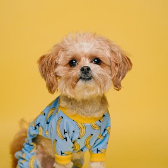 shih tzu dog shih tzu dog in a yellow background